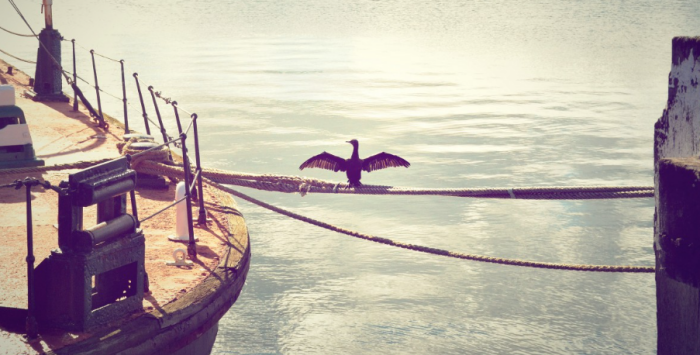 Птица ждёт дальнейшей информации об эпидемии холеры. От этого зависит улетит она или останется / Фото: pxhere.com