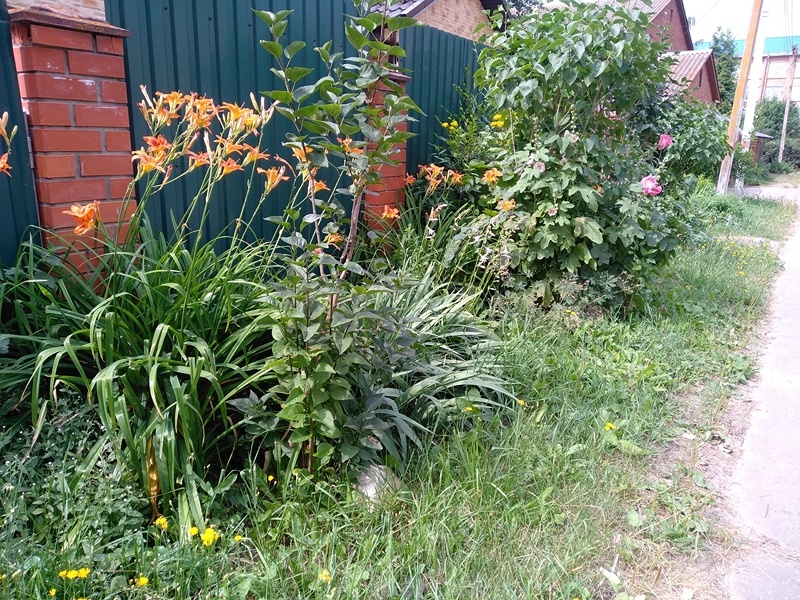 Насаждения со стороны входа на участок