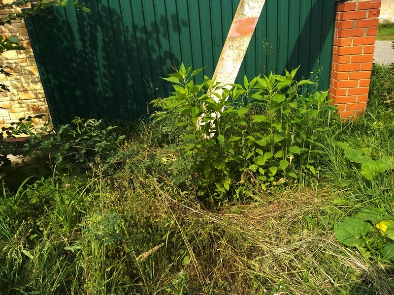 Топинамбур в августе