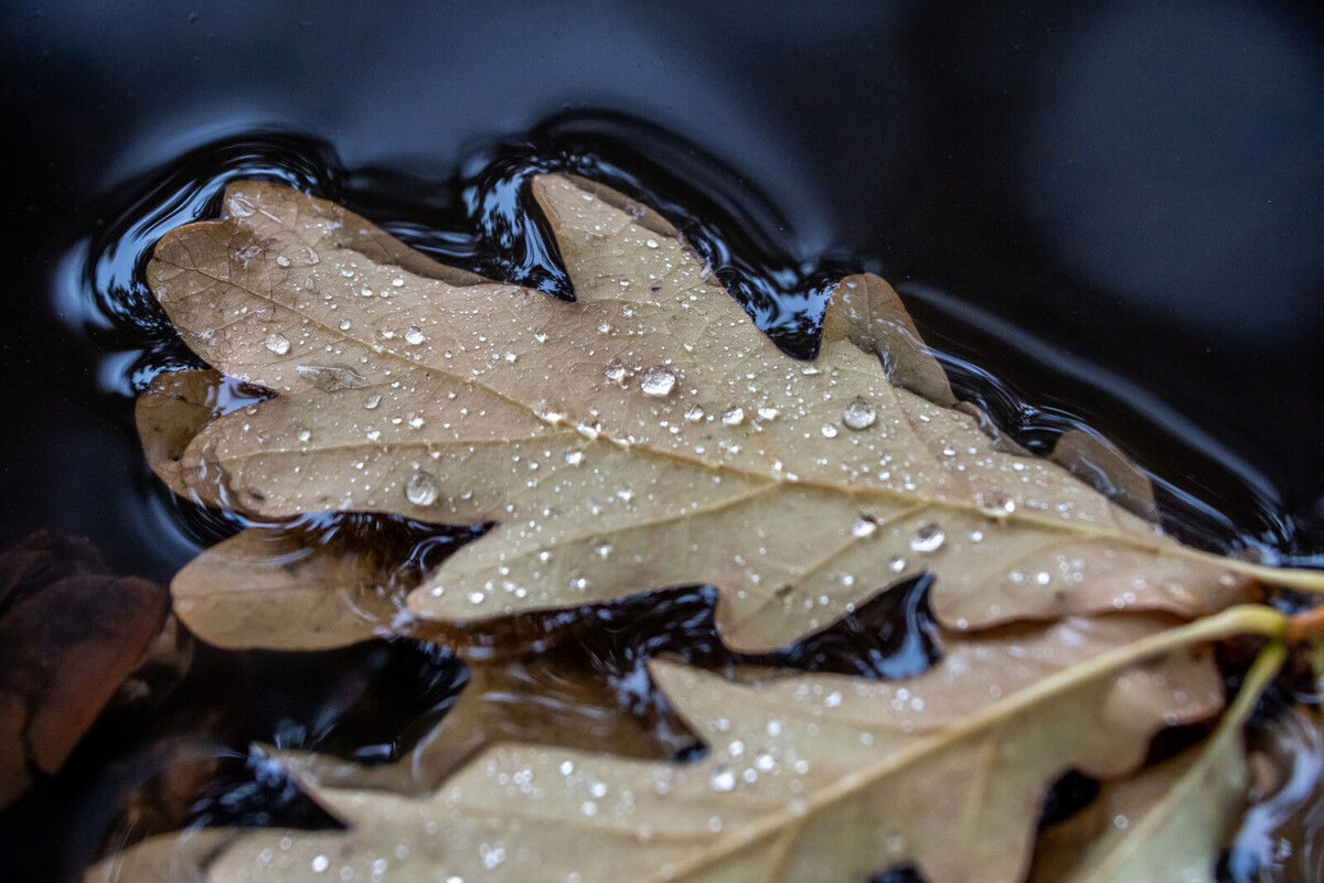 Олег Золото/ «Вечерний Санкт-Петербург»
