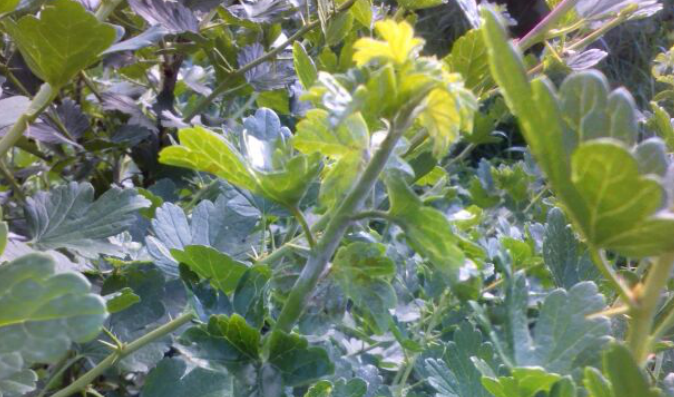 Вот на этой стадии, когда только появился налет на нежных окончаниях веток, их нужно отщипнуть, фото автора 