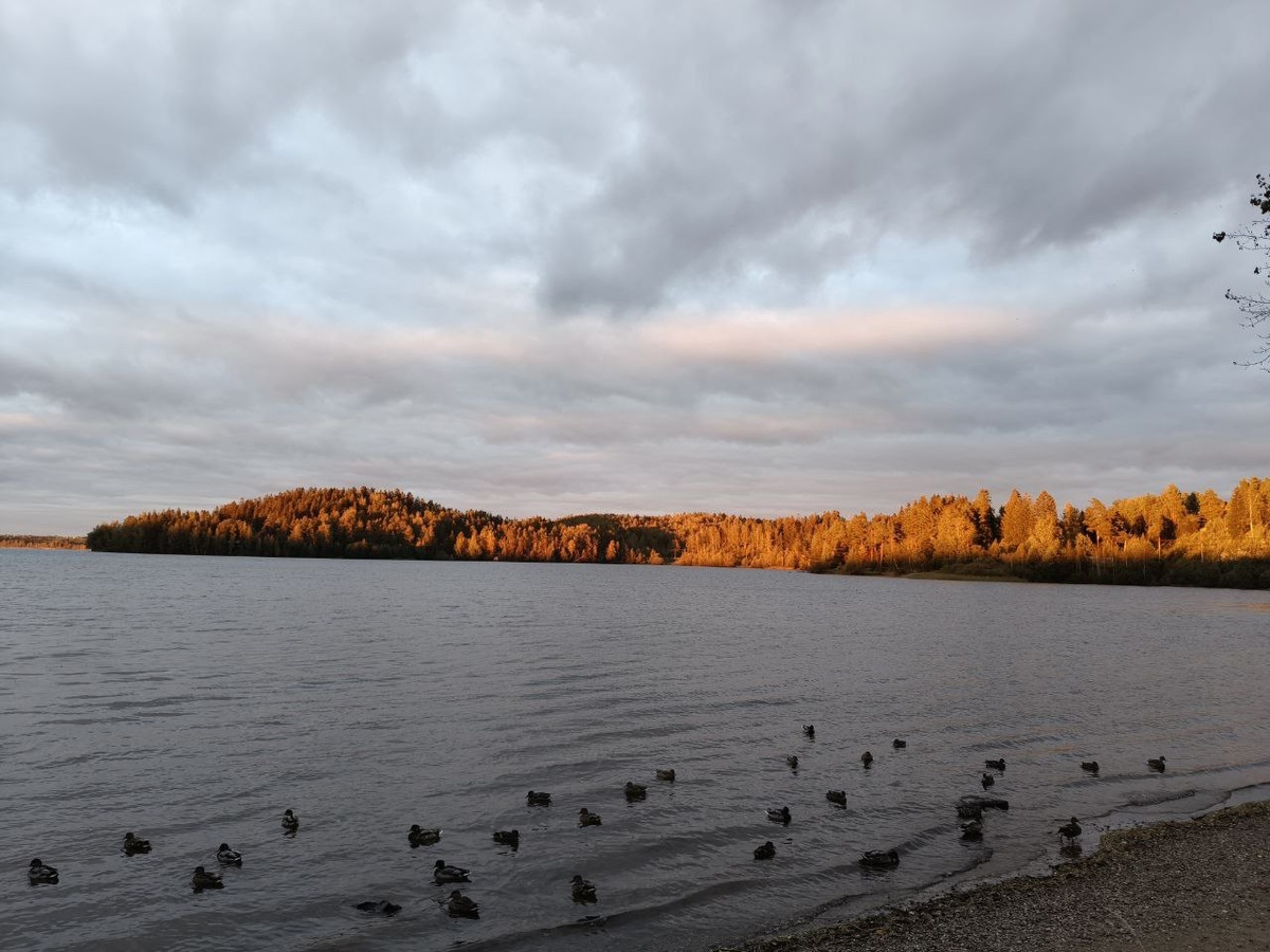 Кавголовское озеро осень 2025