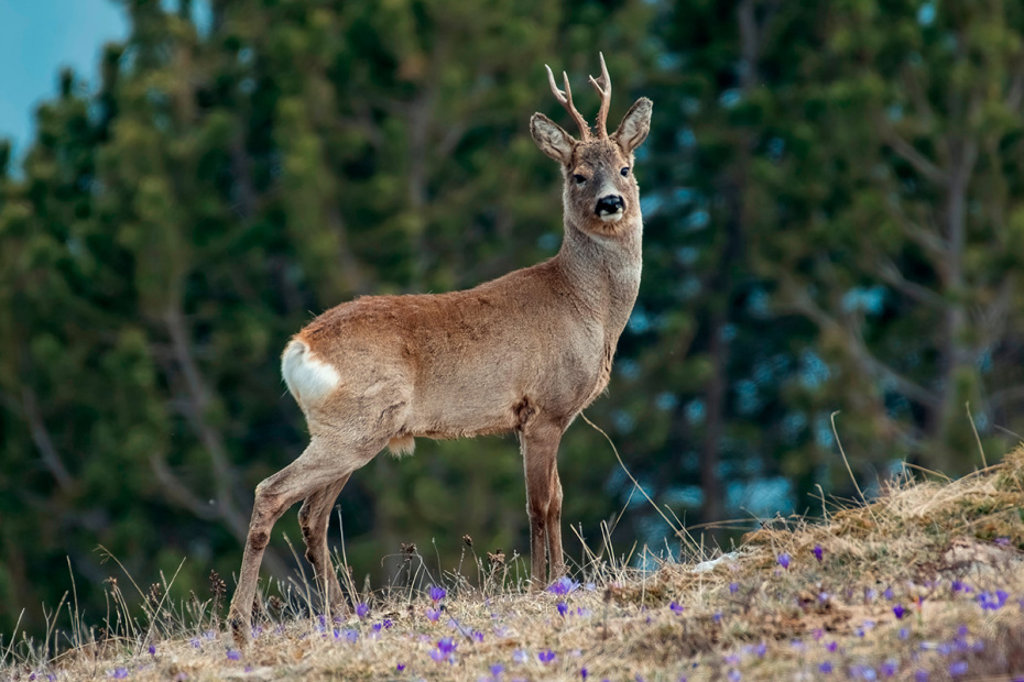    Shutterstock/FOTODOM