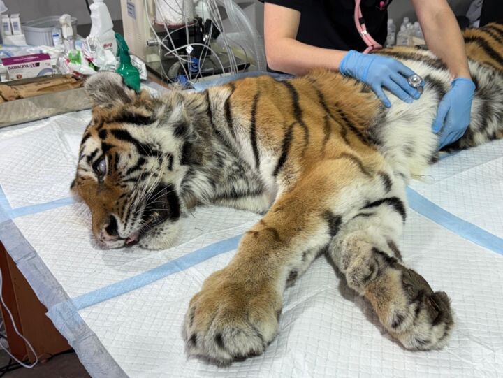    Фото:Управлении охотничьего хозяйства правительства Хабаровского края