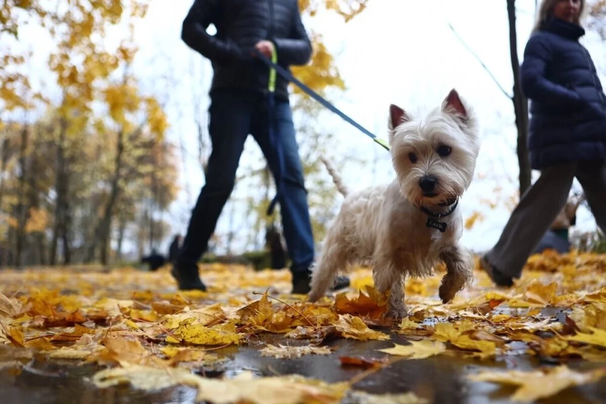    Синоптик Позднякова предупредила москвичей о резком похолодании к выходным