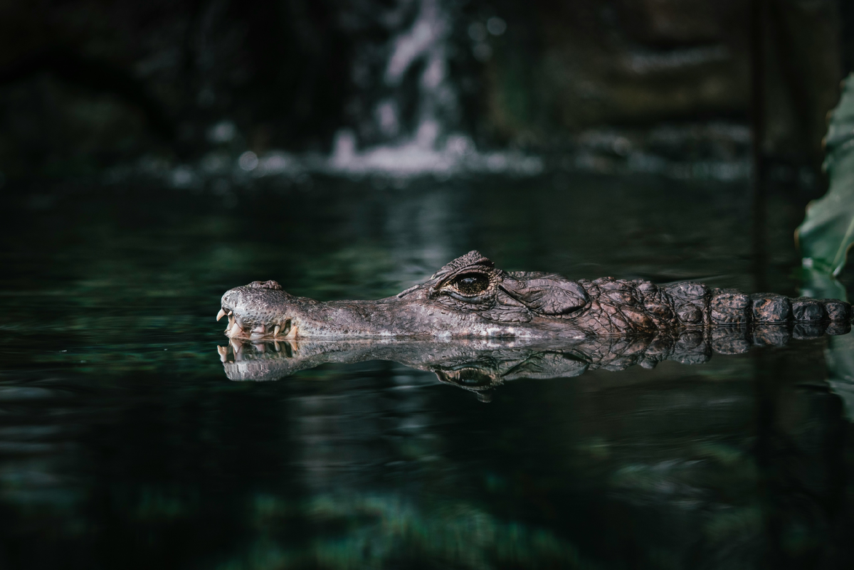 Сиамский крокодил  на озере Bàu Sấu