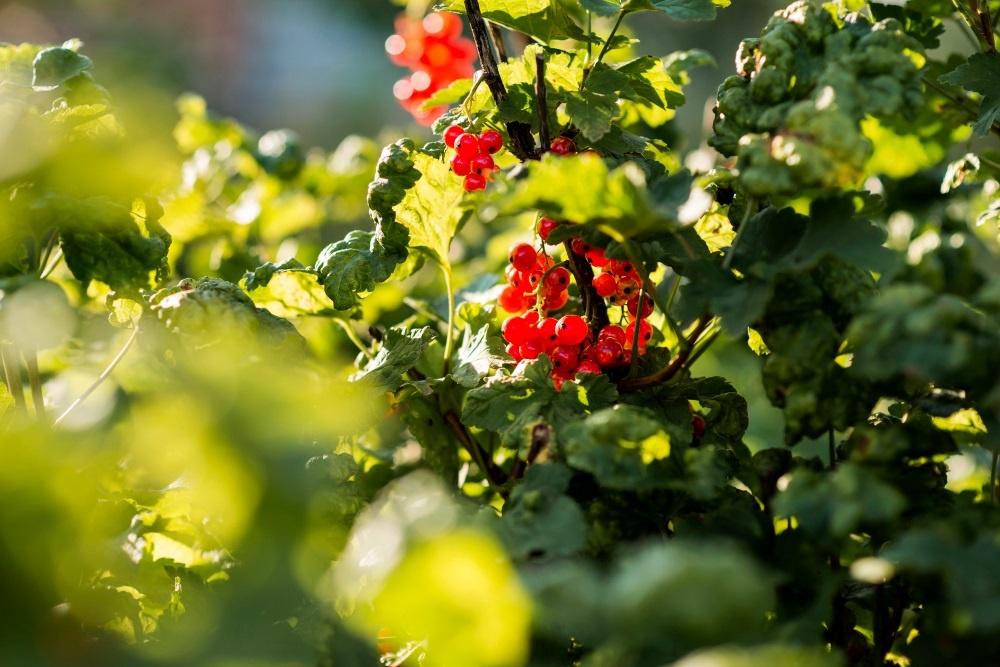    Особенно важно заботиться о смородине в конце лета и начале осени, когда закладываются плодовые почки