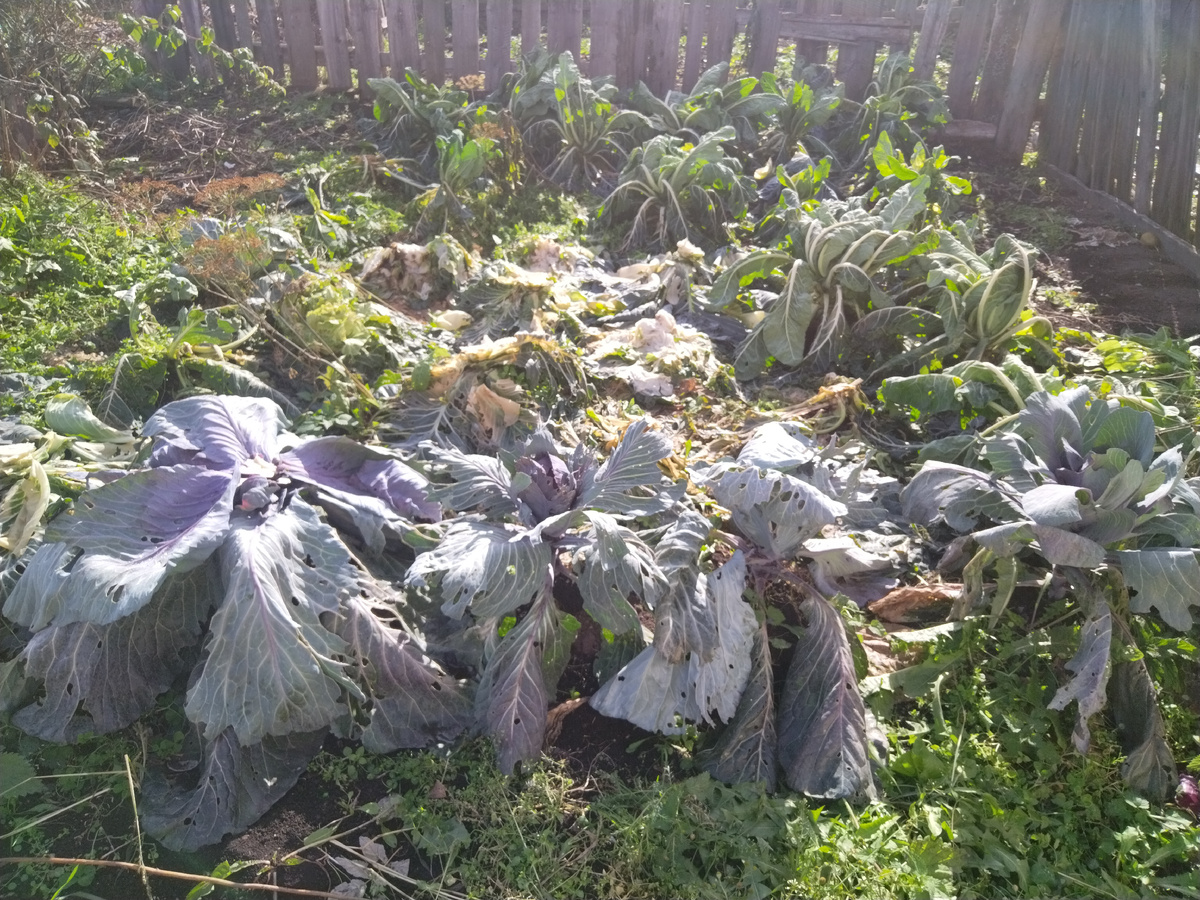 Капустные кочерыжки с юбками.