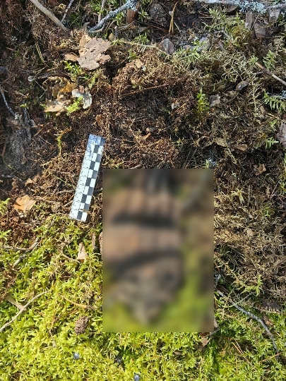    Медведь в заповеднике Карелии растерзал медвежонка (18+)Заповедник «Кивач» / фотоловушка