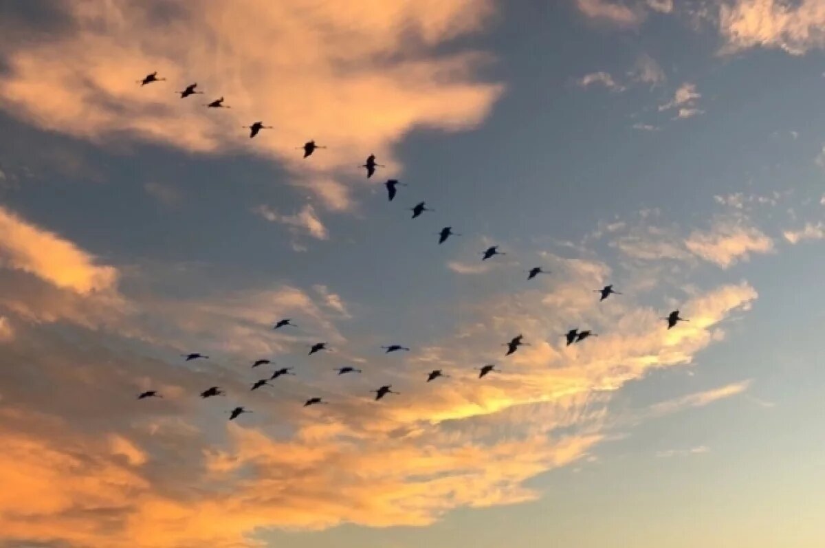   Ученый Фарнсуорт: странное поведение птиц предвещает гибель человечества