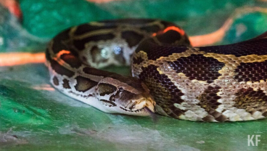    Фото: KazanFirst