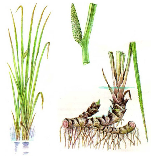 Аир обыкновенный (Acorus calamus L.) 