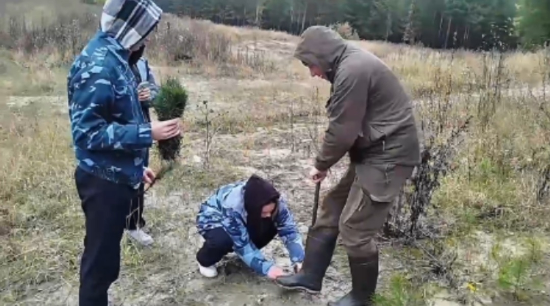    В Луговском урочище Югры высадили 500 кедров