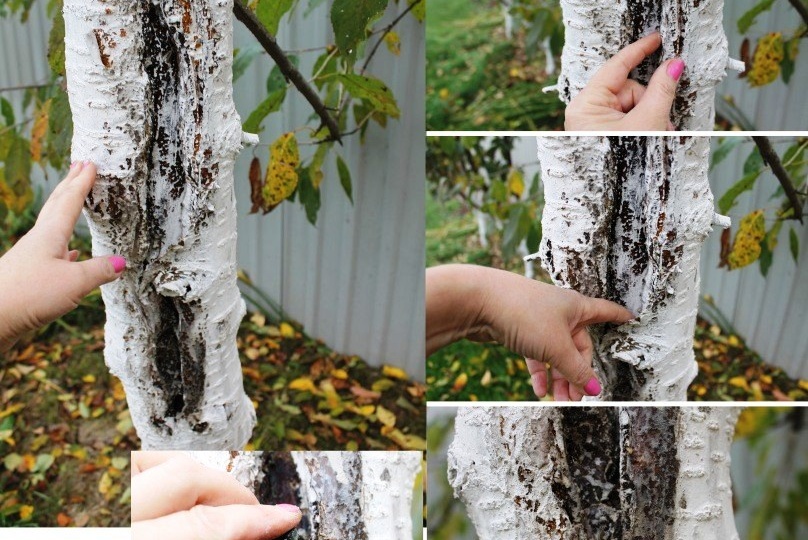 Искореняющая обработка сада осенью: какая необходимость?