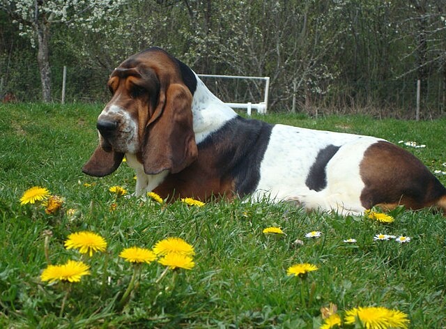 Бассет-хаунды обладают уникальным характером, в котором сочетаются спокойствие, добродушие и умеренное упрямство.