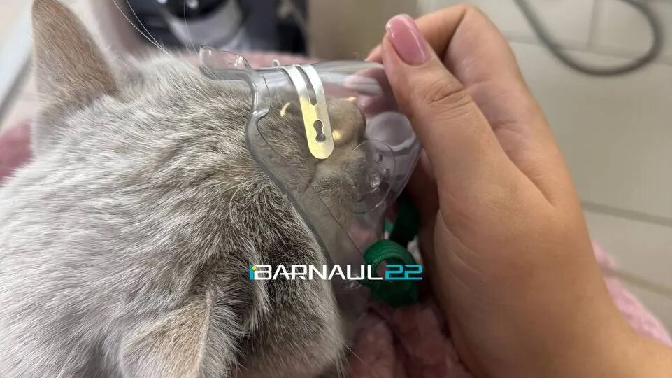 В Барнауле пожарные откачали кота кислородом и вернули его к жизни