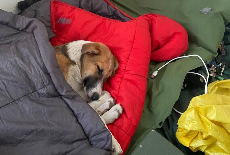 Стала известна прошлая жизнь собаки Колбаски, которая доехала с хозяином в Петербург на велосипеде