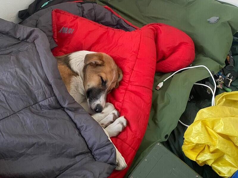 © Фото из телеграм-канала «Зеленый друг»