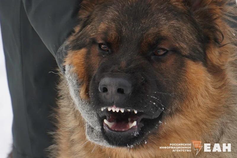    ЕАН. Собака