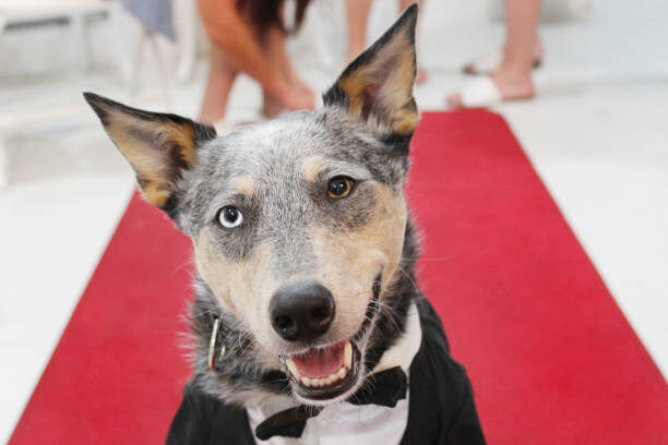 Звездный питомец во всей красе!