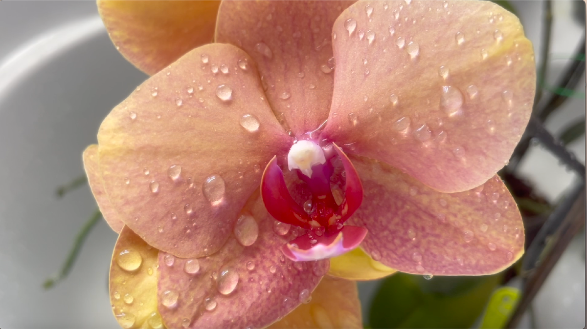 Орхидея фаленопсис Песнь Прибоя / Phalaenopsis Surf Song. Орхидеи С Еленой Кузнецовой