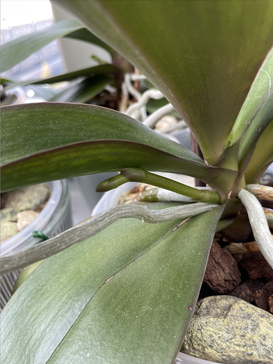 Цветочная стрелка - цветонос орхидеи фаленопсис. Орхидеи С Еленой Кузнецовой