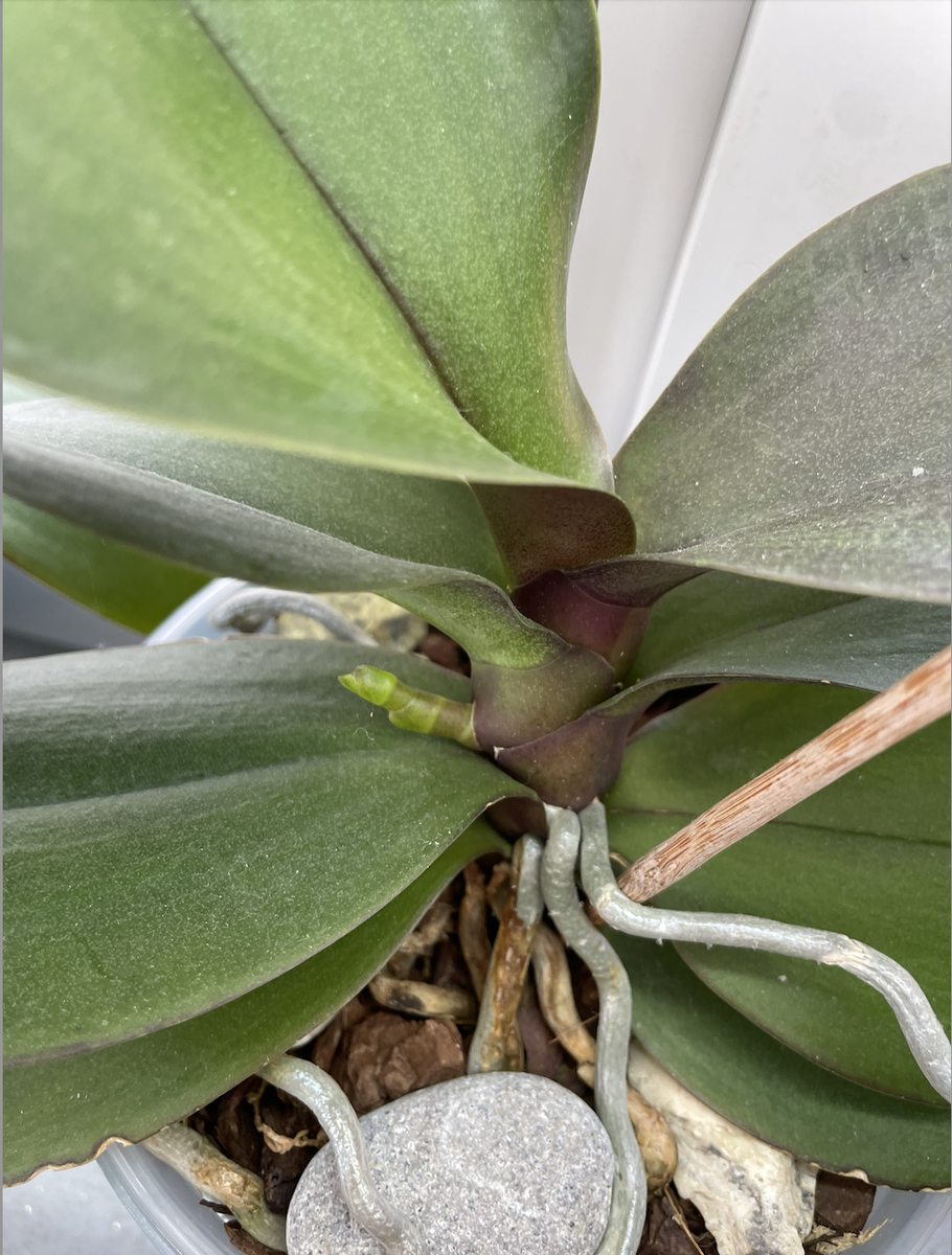 Цветочная стрелка - цветонос орхидеи фаленопсис в начальной стадии развития. Орхидеи С Еленой Кузнецовой