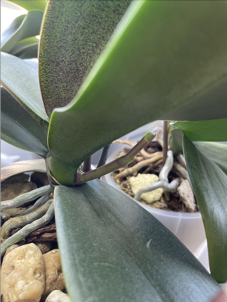 Цветочная стрелка - цветонос орхидеи фаленопсис в начальной стадии развития. Орхидеи С Еленой Кузнецовой