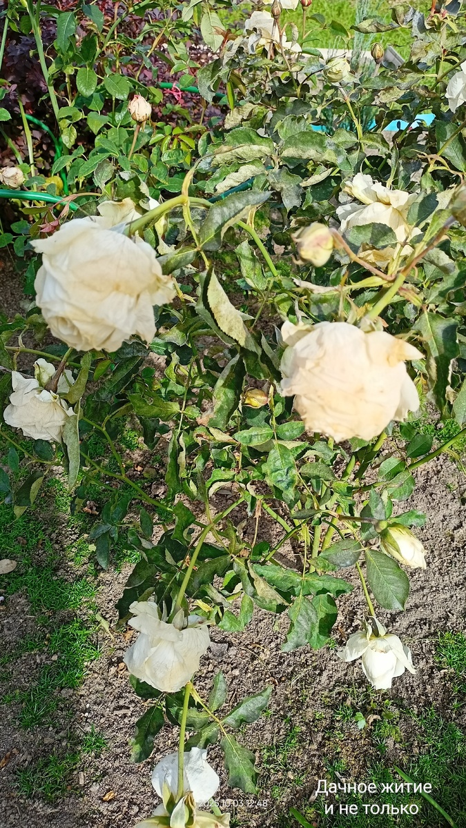 Белая Симфония 3.10.25