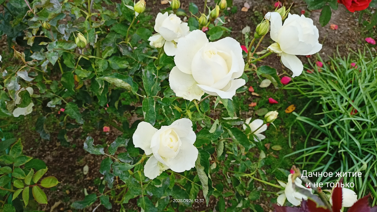 Белая Симфония 26.09.25