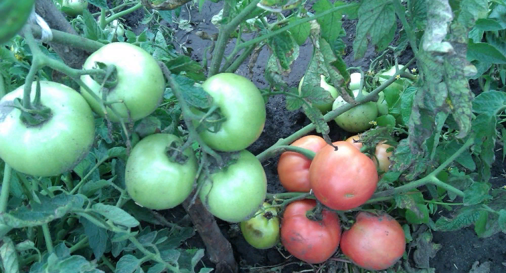 Три линии ТОМАТОВ которые я точно буду сажать на следующий год и один "супер" ТОМАТ в моем представлении