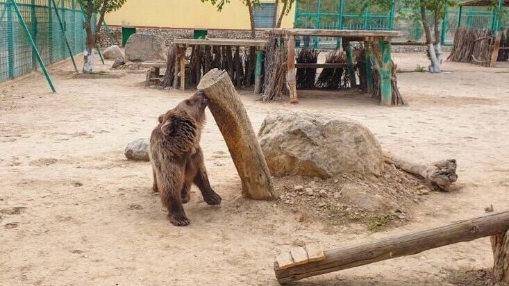 Фото: https://turkmenistaninfo.gov.tm