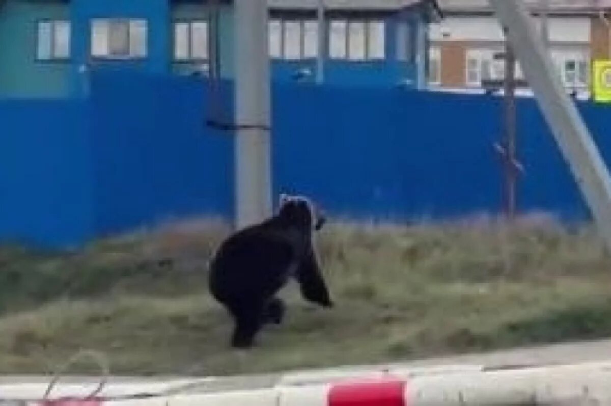    Очевидцы сняли на видео бегающего по улицам Курильска медведя