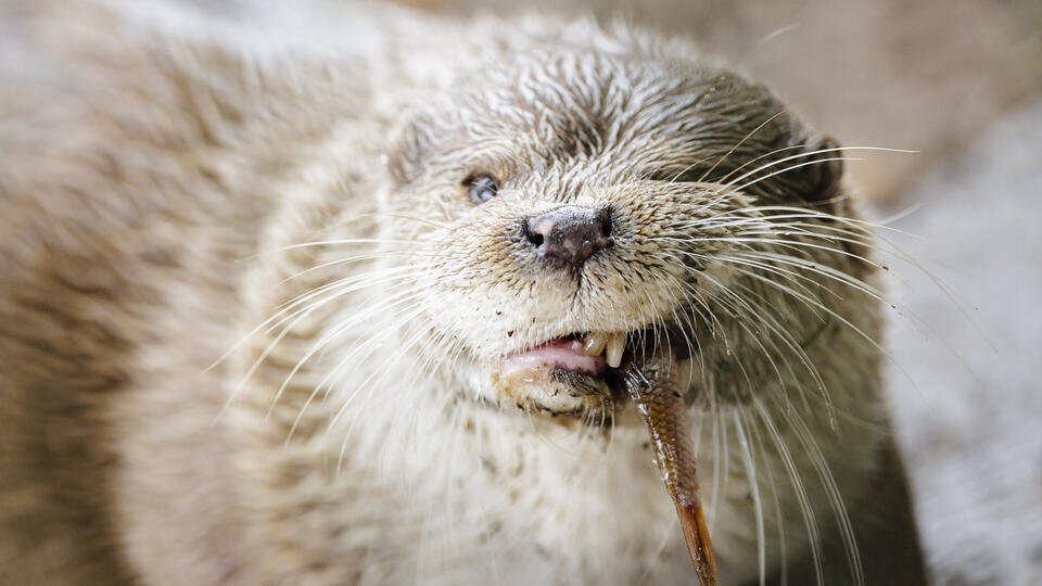 Фото: © www.globallookpress/Thomas Trutschel