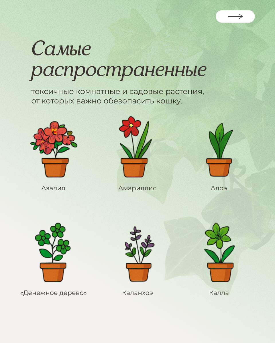 Самые распространённые токсичные комнатные растения