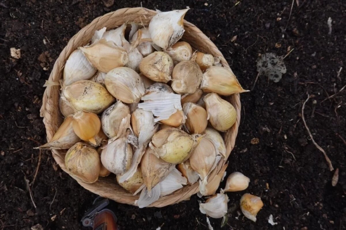    Если соблюдать все этапы — от правильной посадки до грамотной уборки и хранения, — чеснок будет крупным, острым и долгохранящимся!