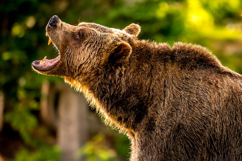    Shutterstock/FOTODOM