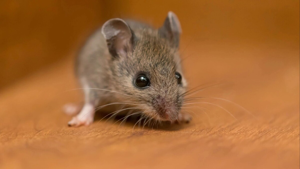    Фото: MainelyPhotos/Shutterstock/Fotodom