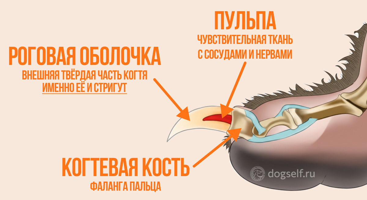 Вот она, причина всех страхов – крошечная красная «жила» внутри когтя. Один неверный миллиметр – и боль запомнится навсегда | Схема строения когтя собаки: где находится пульпа | Изображение: DogSelf