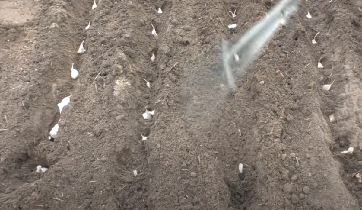 Когда сажать чеснок в октябре 2025 года по Лунному календарю: получаем крупные, здоровые и крепкие головки