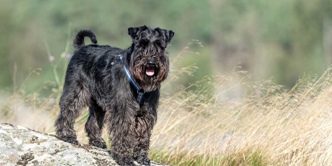 Порода собак миттельшнауцер