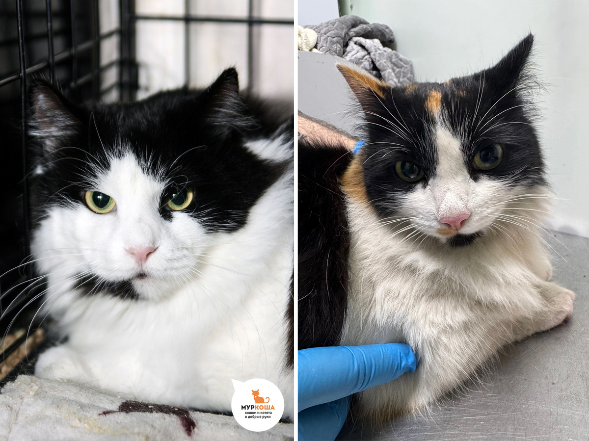 Касатка, 7 лет и Коменданша, 4 года.