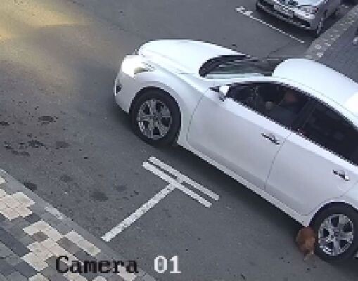    Фото: скриншот видео