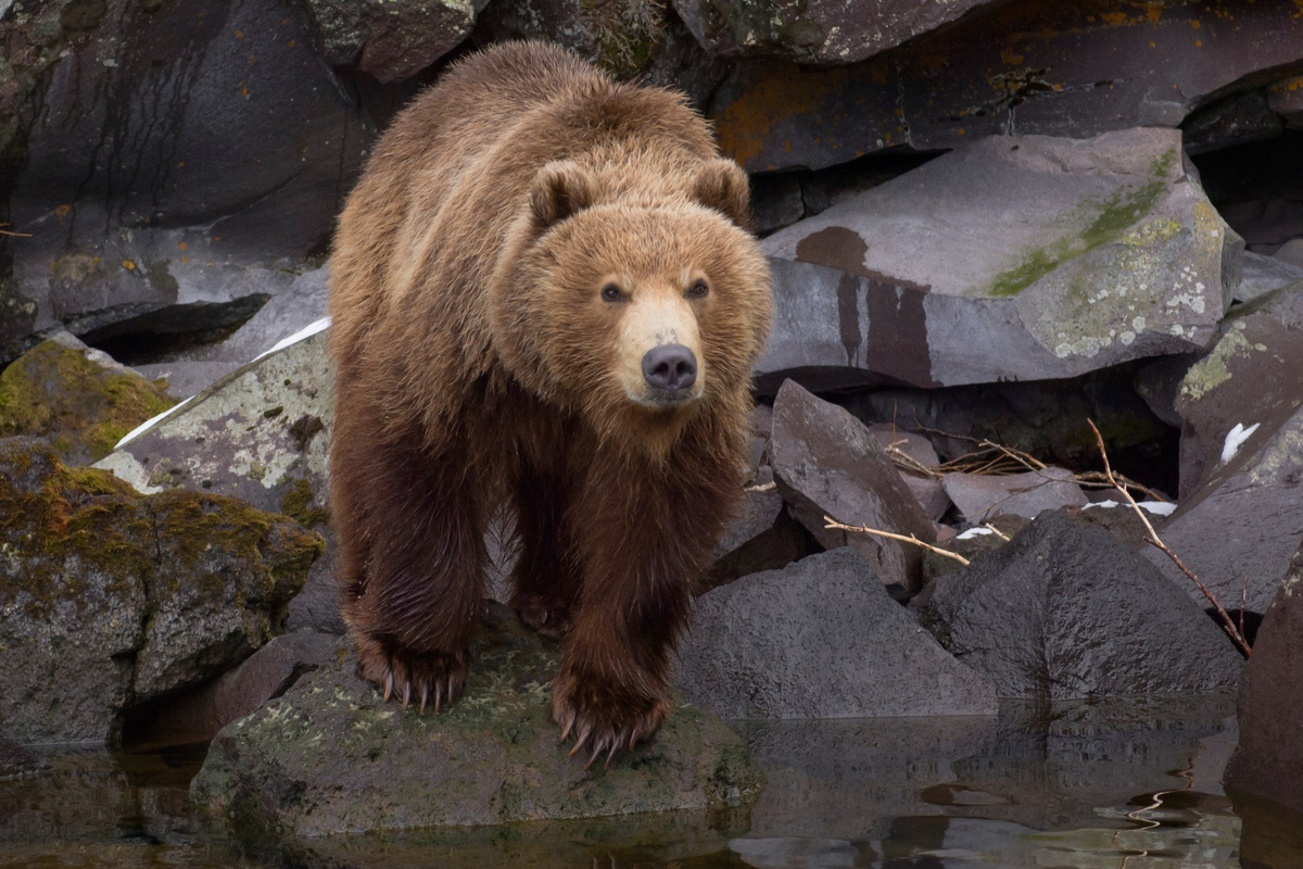 Фото пресс-службы Кроноцкого заповедника