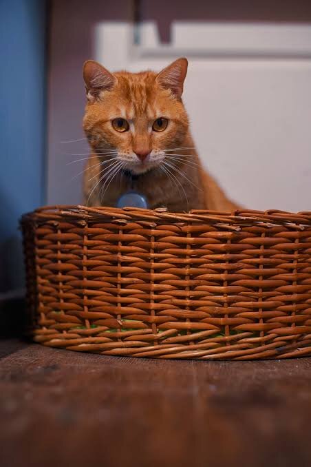 Фото из Интернета.