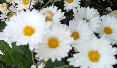 Хризантемы. Фото автора