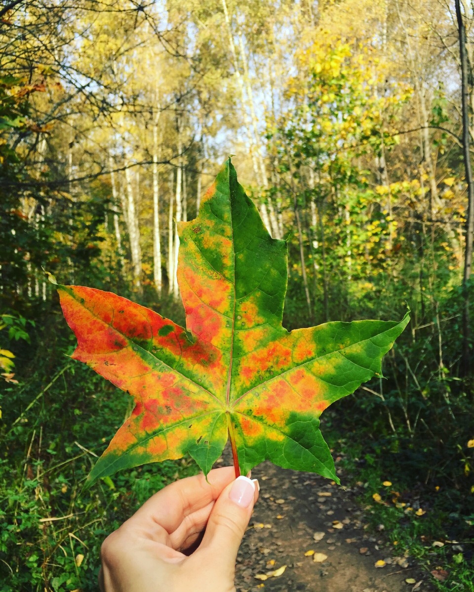 Осень осень, ну давай у листьев спросим 