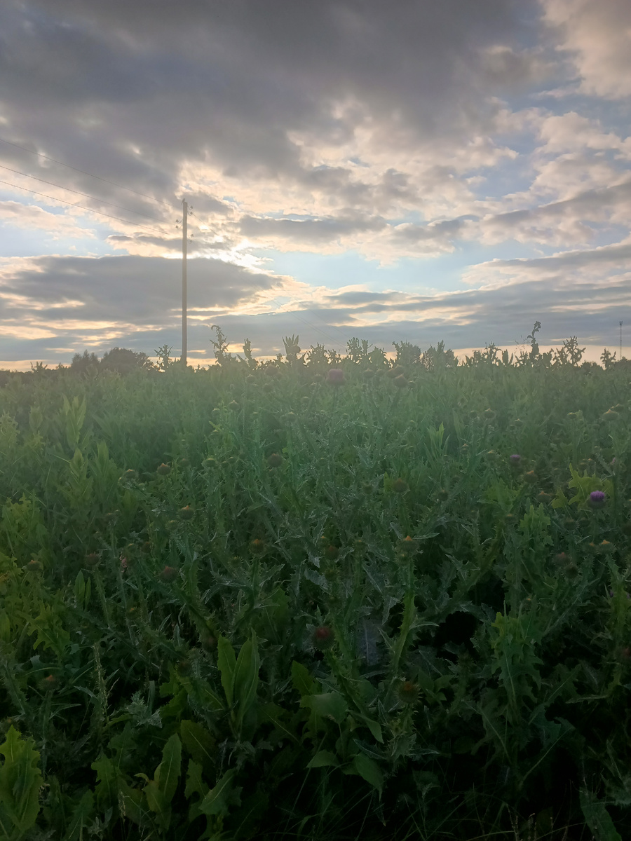 Сельские виды