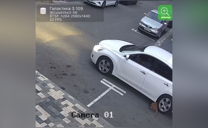     Фото: скрин видео