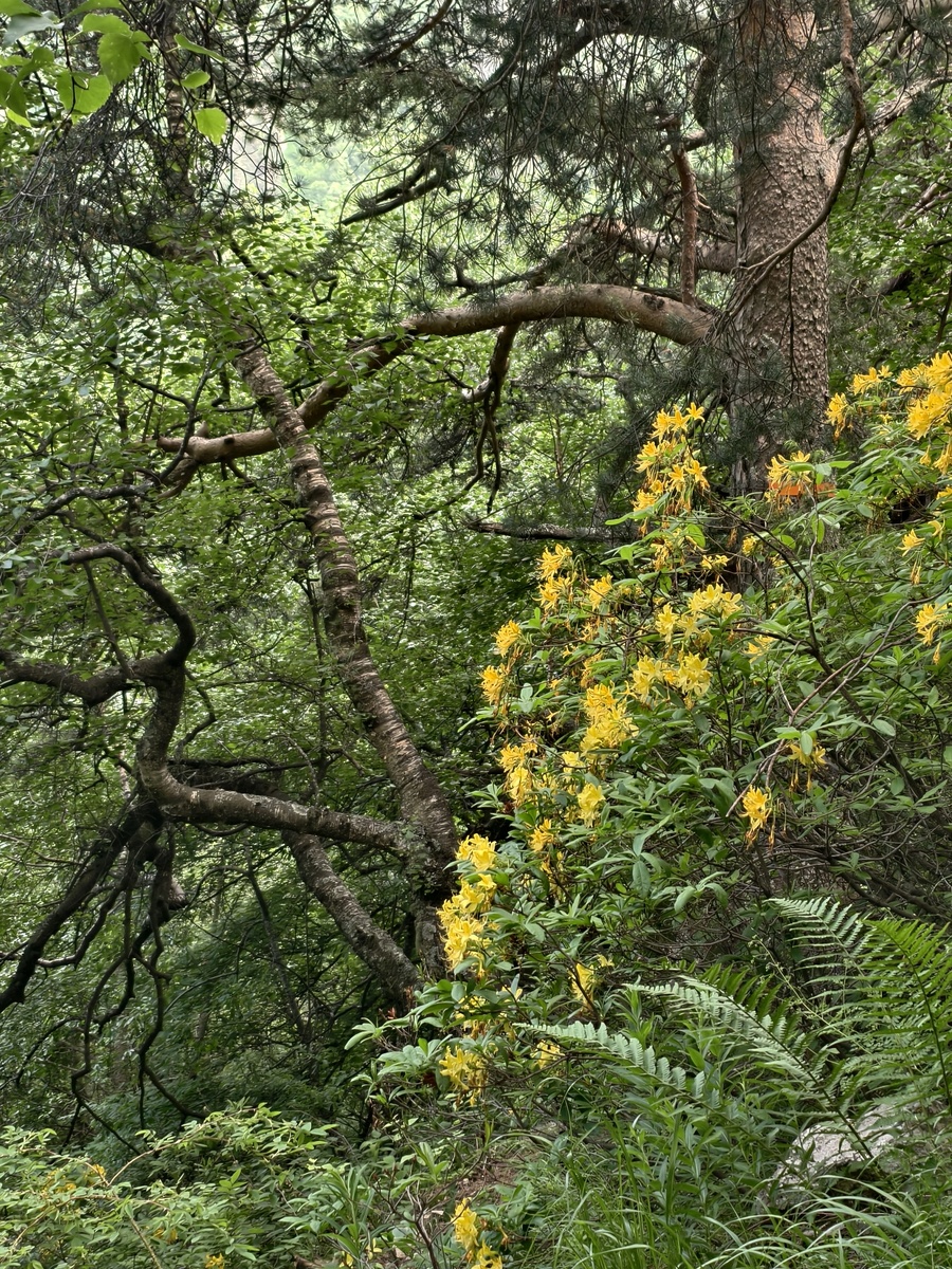 Желтый Рододендрон